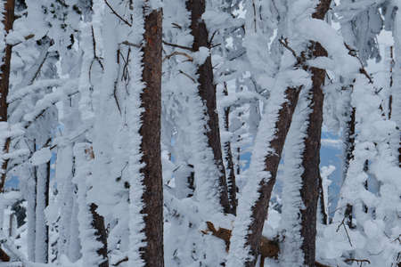 Trees covered of frosted snow after a snow storm in the mountainsの写真素材