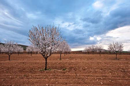 Blossoming almond trees field springtime landscapeの写真素材