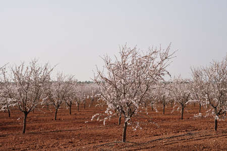 Blossoming almond trees (Prunus dulcis) field springtime landscapeの写真素材