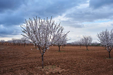 Blossoming almond trees field springtime landscapeの写真素材