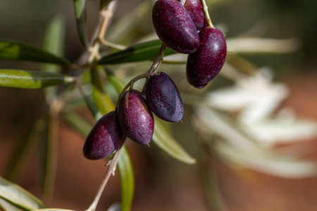 Olive tree (Olea Europaea) red purplish ripe fruitsの写真素材