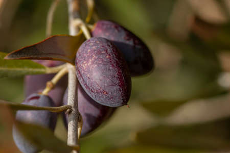 Olive tree (Olea Europaea) red purplish ripe fruitsの写真素材