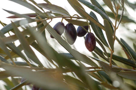 Olive tree (Olea Europaea) ripe fruits, selective focusの写真素材