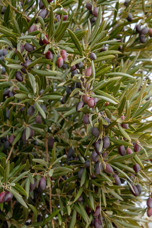 Detail of olive tree (Olea Europaea) laden with ripe fruitsの写真素材