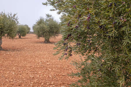 Olive trees (Olea Europaea) laden with ripe fruitsの写真素材
