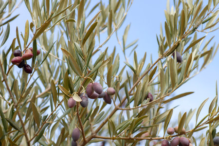 Olive tree (Olea Europaea) with ripe fruitsの写真素材
