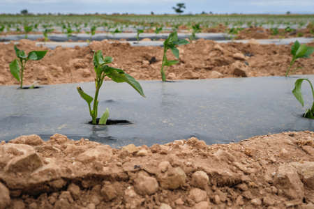 Pepper plants growing on farmland with plastic much beds protectiong crops from weedsの写真素材