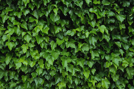 Natural wall cover with green ivy (Hedera Helix), natural home insulationの写真素材