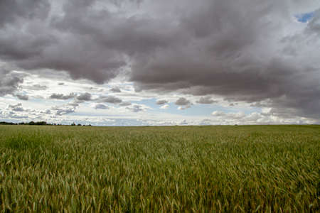 Green cereal fields and stormy skyの写真素材