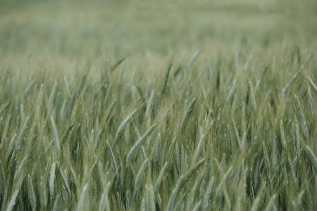 Detail of rye (Secale cereale) green grass, selective focusの写真素材