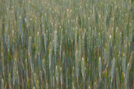 Detail of rye (Secale cereale) green grass, selective focusの写真素材