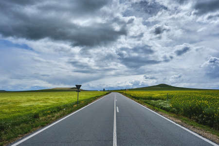 Asphalt road in the countryside among wheat and rapessed springtime fieldsの写真素材