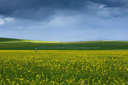 Industrial rapeseed (brassica napus) plantation with irrigation system, springtime landscape with blossoming yellow rape flowersの写真素材