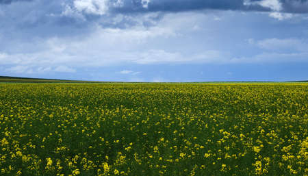 Blossoming rapessed fields with yellow flowersの写真素材