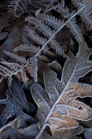 Hoarfrost on fallen leaves, winter nature backgroundの写真素材