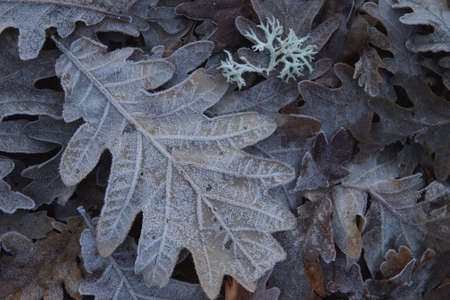 Hoarfrost on oak tree (Quercus robur) fallen leaves, winter nature backgroundの写真素材