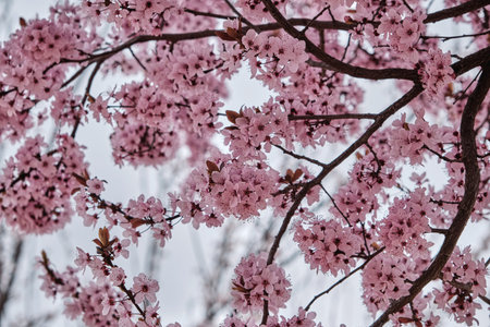Blossoming prunus cerasifera cherry plum springtime pink flowers, selective focusの写真素材