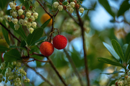 Detail of arbutus unedo or strawberry tree ripe with red fruits and white flowersの写真素材
