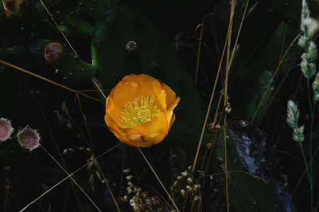 Detail of opuntia ficus indica or prickly pear with blossoming orange flowersの写真素材
