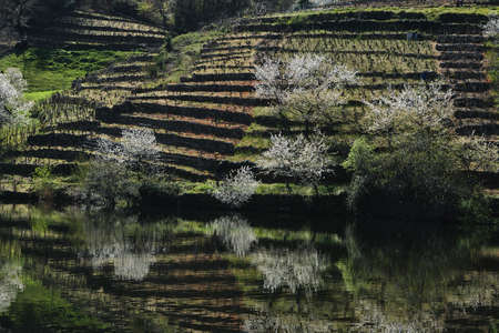Blossoming cherry trees on terraced fields by the Minho river in Ribeira Sacra, Galicia, Spainの写真素材