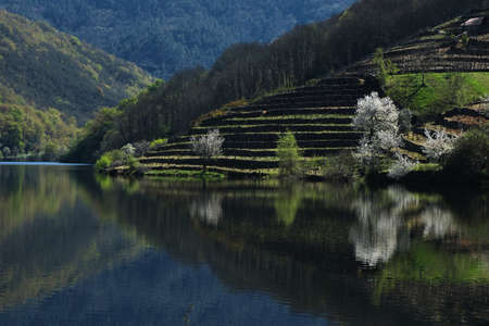 Terraced fields in Ribeira Sacra, Galicia, Spainの写真素材