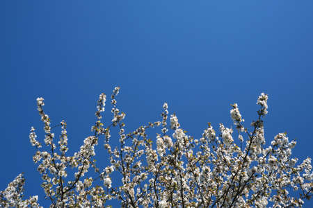 Cherry tree white flowers blooming in early spring, blue sky backgroundの写真素材