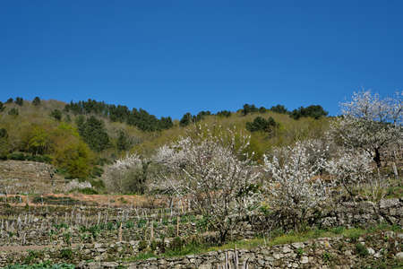 Ribeira Sacra terraced fields with springtime cherry trees bloomingの写真素材