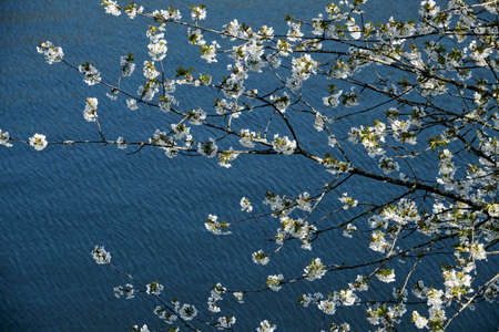 Cherry tree white flowers blooming in early springの写真素材