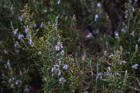 Wild rosemary plant with purple flowers bloomingの写真素材