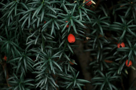 Taxus Baccata or European yew dark green foliage and bright red seed cones arinの写真素材