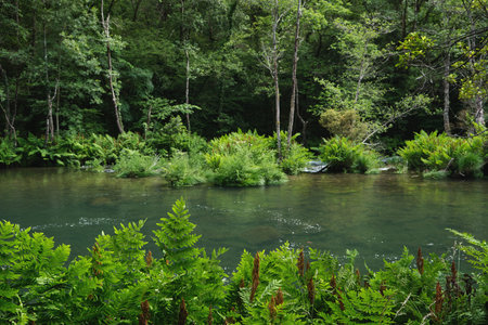 Royal ferns (Osmunda regalis) green fern fronds by the river in Fragas do Eume, Galicia, Spainの写真素材