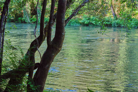 Green old-growth forest and river in Fragas do Eume natural park, Galicia, Spainの写真素材