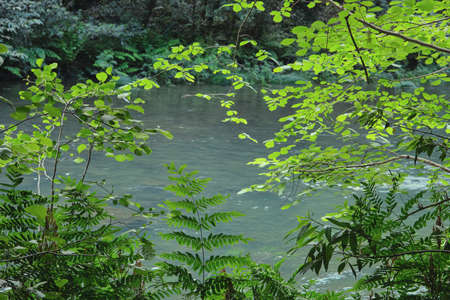 Green wild vegetation by the riverの写真素材