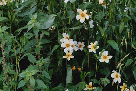 Bidens aurea, Arizona beggarticks white yellowish flowersの写真素材