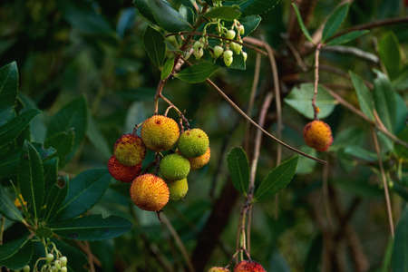 Arbutus unedo or strawberry tree with fruits and dark green foliageの写真素材
