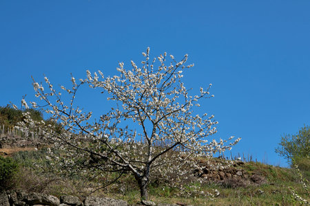 Cherry tree blooming in spring