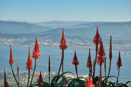 Aloe arborescens succulent plant winter blooming red flowersの写真素材