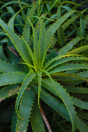 Aloe arborescens succulent plant green leaves with spikes on the edgesの写真素材