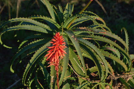 Aloe arborescens winter blooming succulent plant red flowerの写真素材