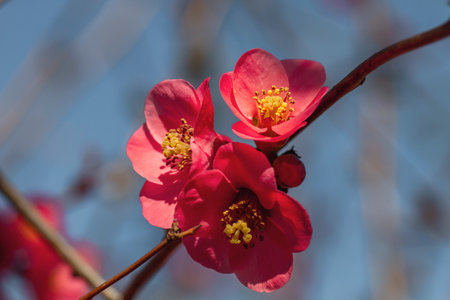 Detail of blossoming Maule's quince (Chaenomeles Japonica) deep pink colored flowersの写真素材
