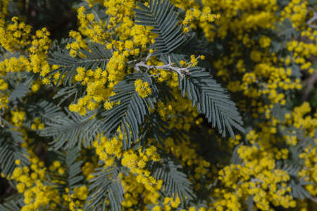 Acacia dealbata silver wattle yellow flowers blooming close upの写真素材