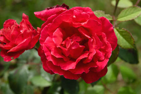Gallic Rose (Rosa Gallica) crimson red colored flowerの写真素材