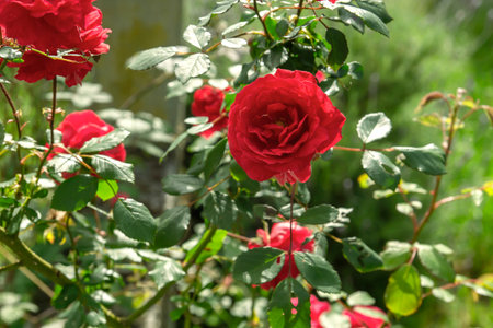 Apothecary Rose (Rosa Gallica) crimson red colored flowerの写真素材