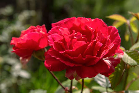 Apothecary Rose (Rosa Gallica) crimson red colored flowerの写真素材