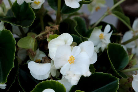 Begonia cucullata known as wax begonia white blooming flowersの写真素材