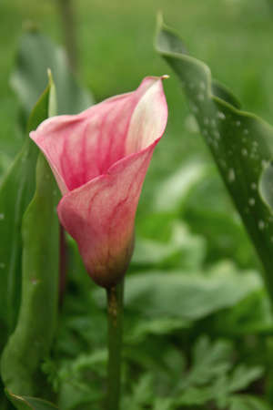 Zantedeschia aethiopica (Calla lily) pink flowerの写真素材
