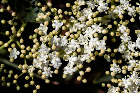 Elderberry (Sambucus nigra) white flowers close upの写真素材