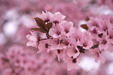 Blossoming prunus cerasifera cherry plum springtime pink flowersの写真素材