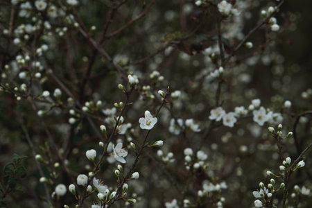 Prunus spinosa blackthron white flowers blooming in springの写真素材