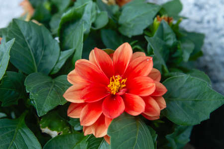 Dahlia pinnata (garden dahlia) red flower close upの写真素材